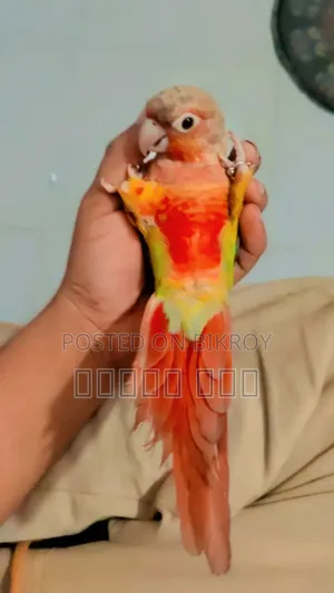 Tame Pineapple Conure Bird