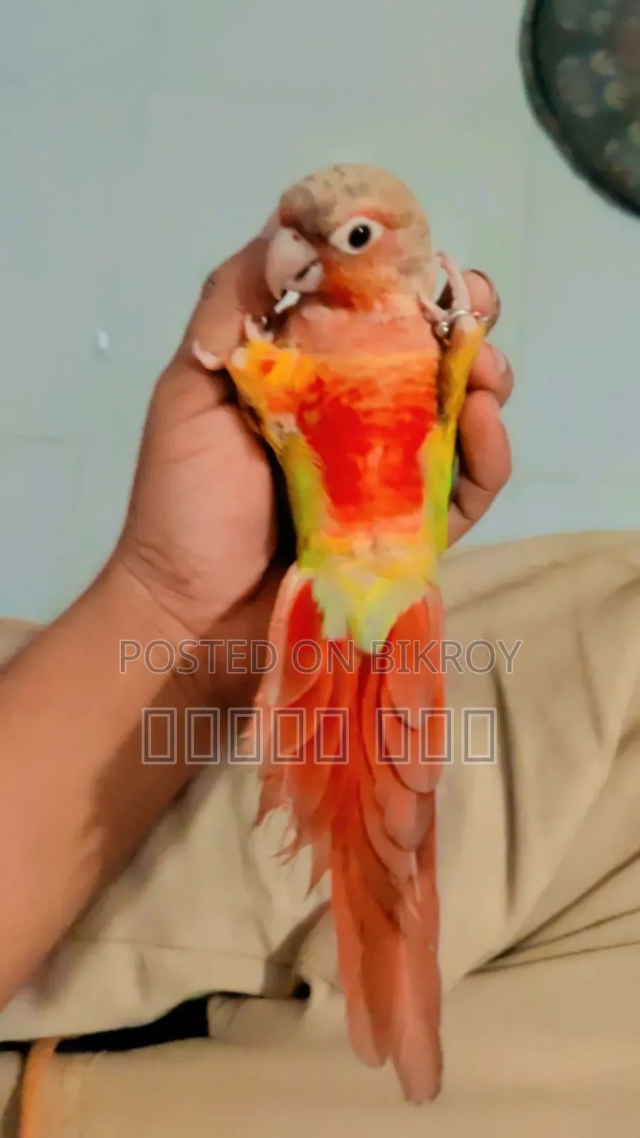 Tame Pineapple Conure Bird