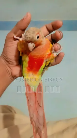 Tame Pineapple Conure Bird