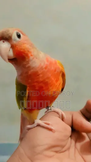 Tame Pineapple Conure Bird