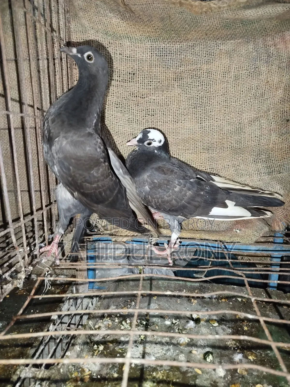 Pure Desi or Golla Pigeons