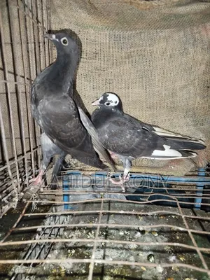 Pure Desi or Golla Pigeons
