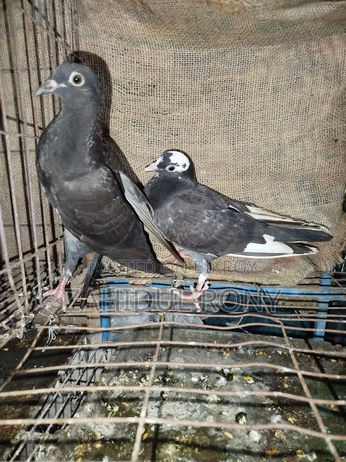 Pure Desi or Golla Pigeons