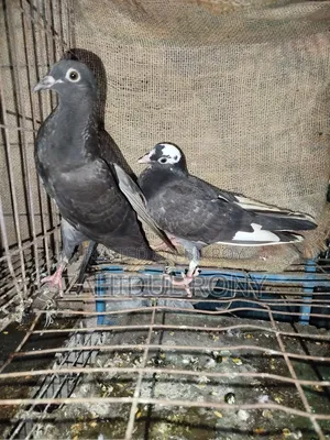 Pure Desi or Golla Pigeons