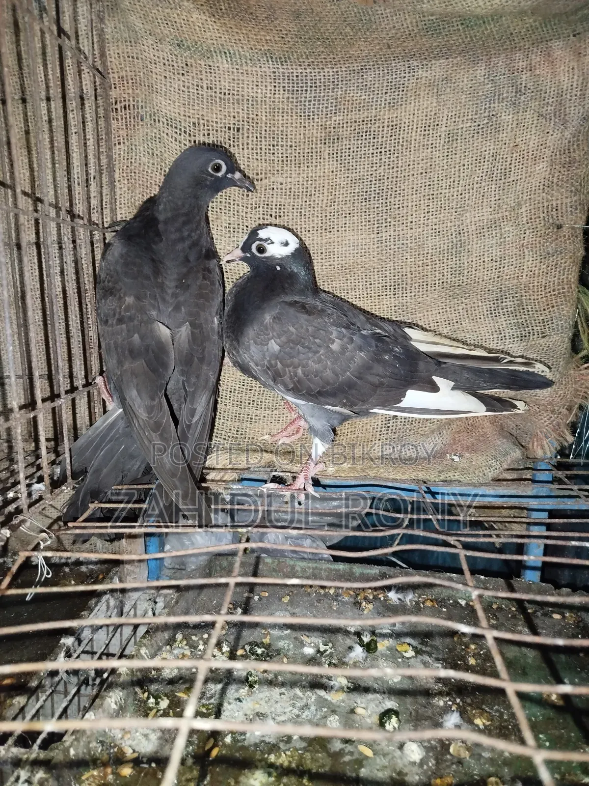 Pure Desi or Golla Pigeons