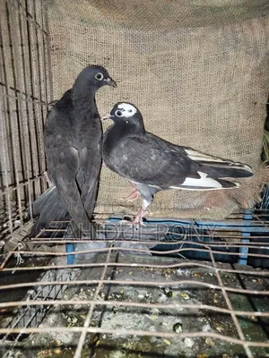 Pure Desi or Golla Pigeons