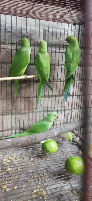 Indian Ringneck