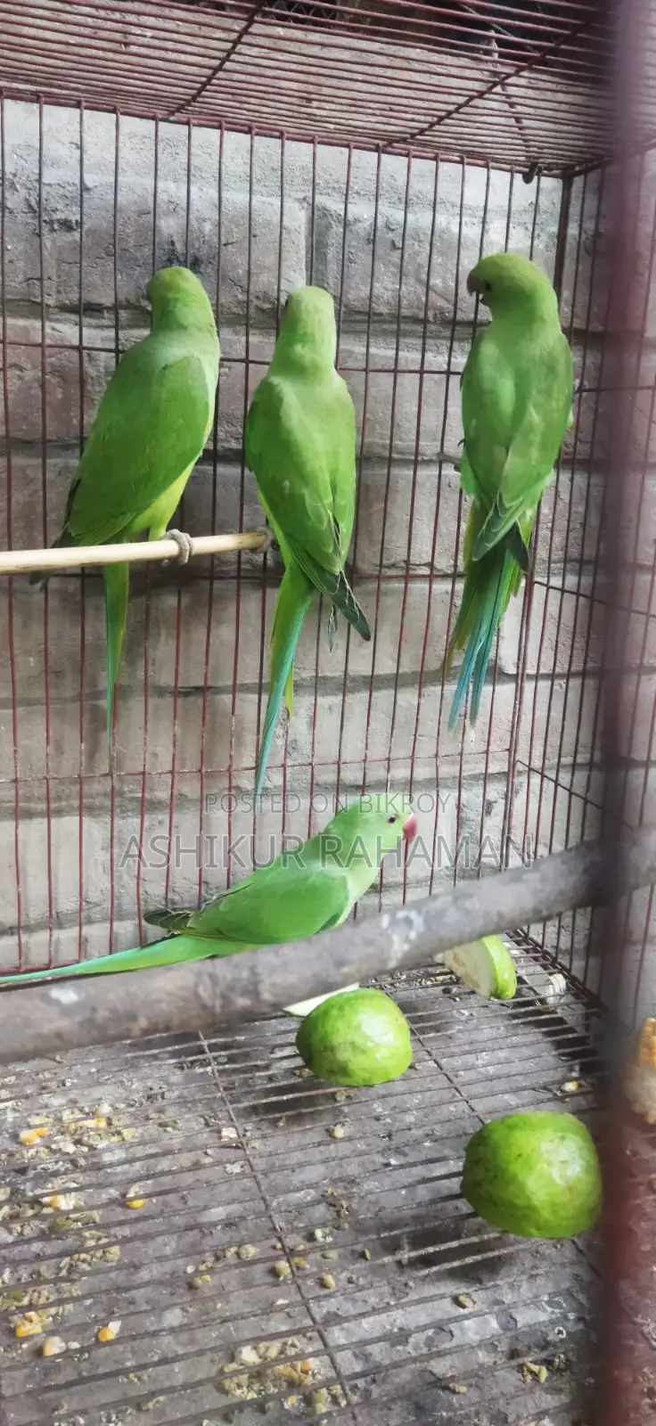 Indian Ringneck