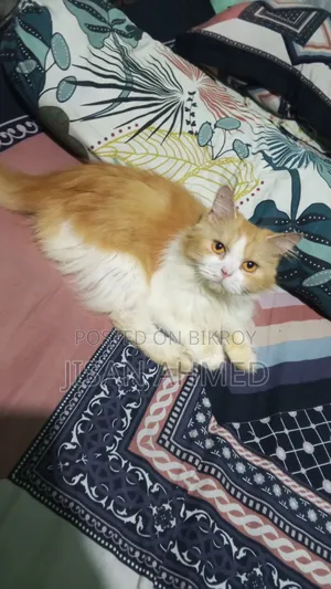 ১+ বছরের মহিলা খাঁটি পার্সিয়ান
