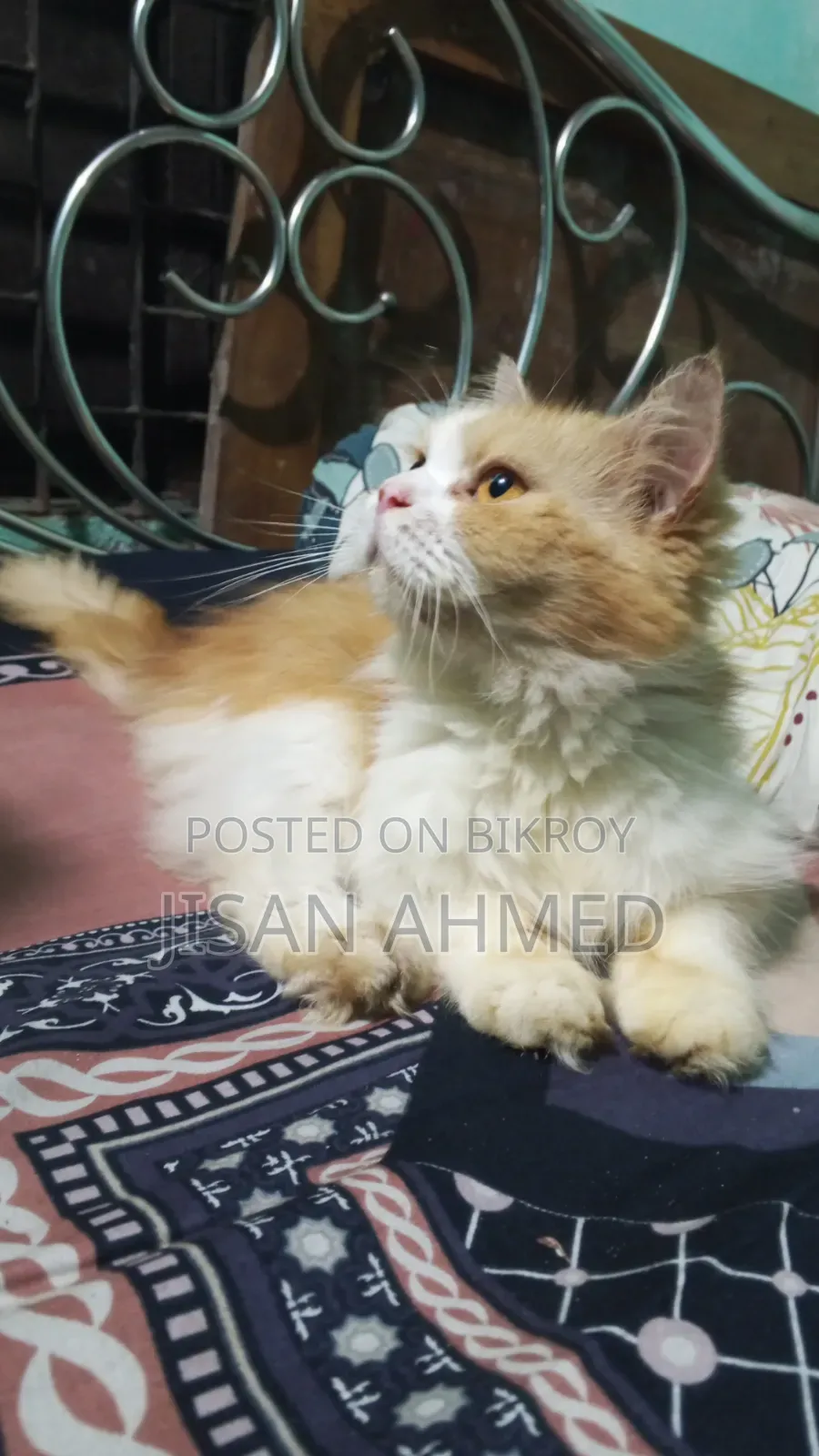 ১+ বছরের খাঁটি পার্সিয়ান স্ত্রী বিড়াল