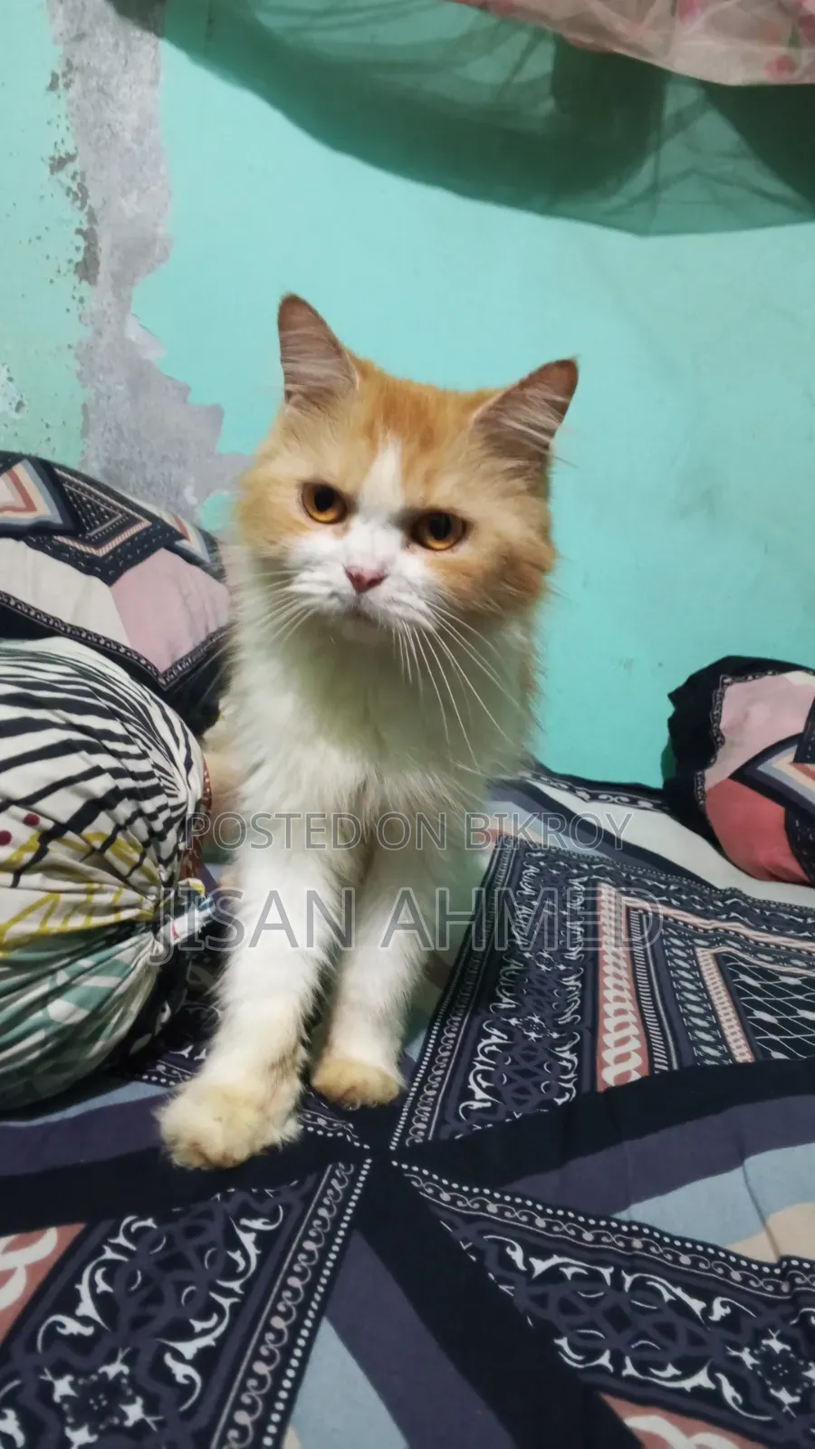 ১+ বছরের খাঁটি পার্সিয়ান স্ত্রী বিড়াল