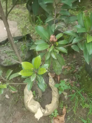 তিন গাছ একসাথে ডেলিভারি ফ্রি