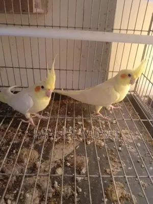 Budgerigar exchange, need 1 male.