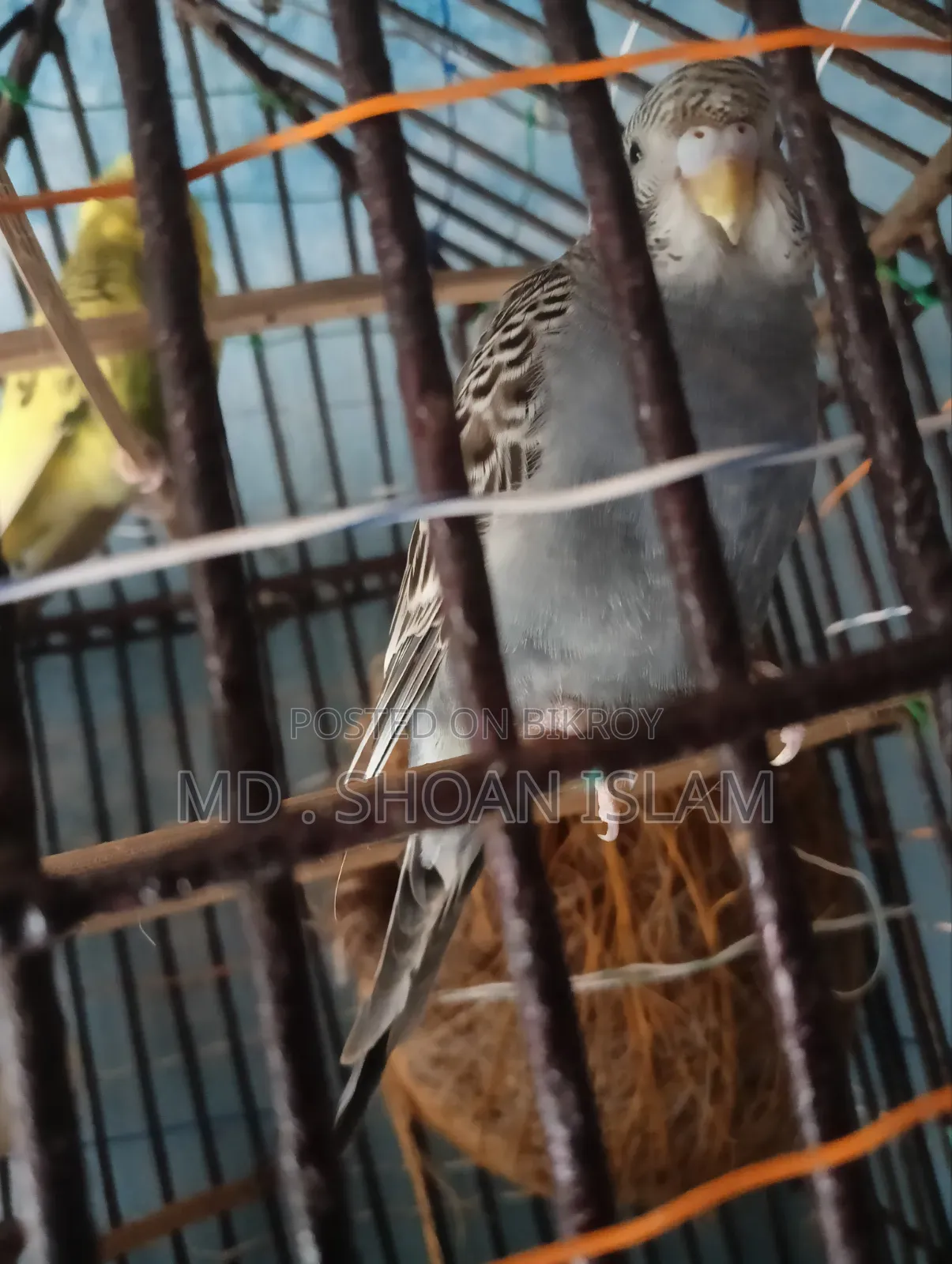 Sonamjid Birds