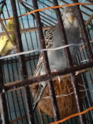 Sonamjid Birds