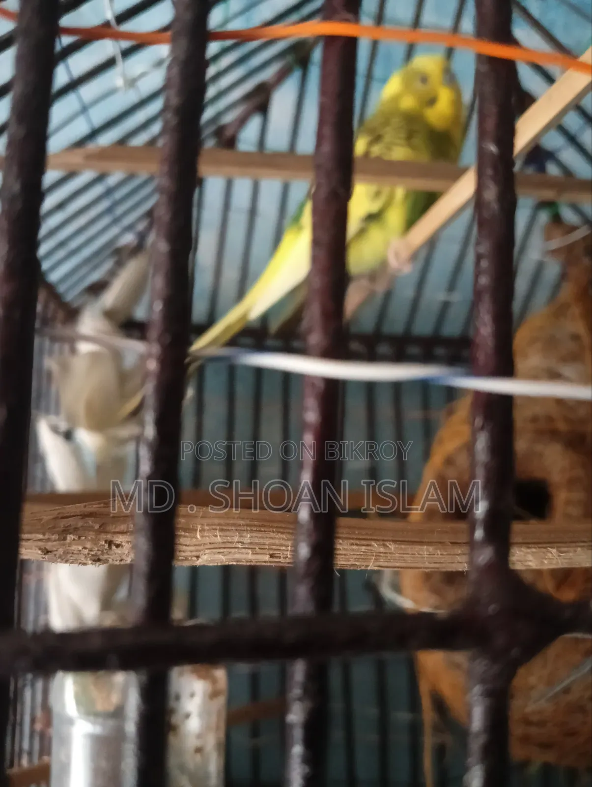 Sonamjid Birds