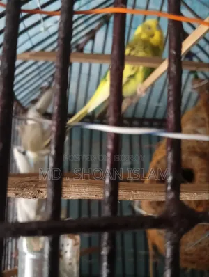 Sonamjid Birds