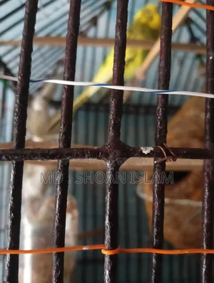 Sonamjid Birds