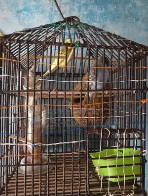 Sonamjid Birds