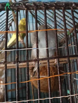 Sonamjid Birds