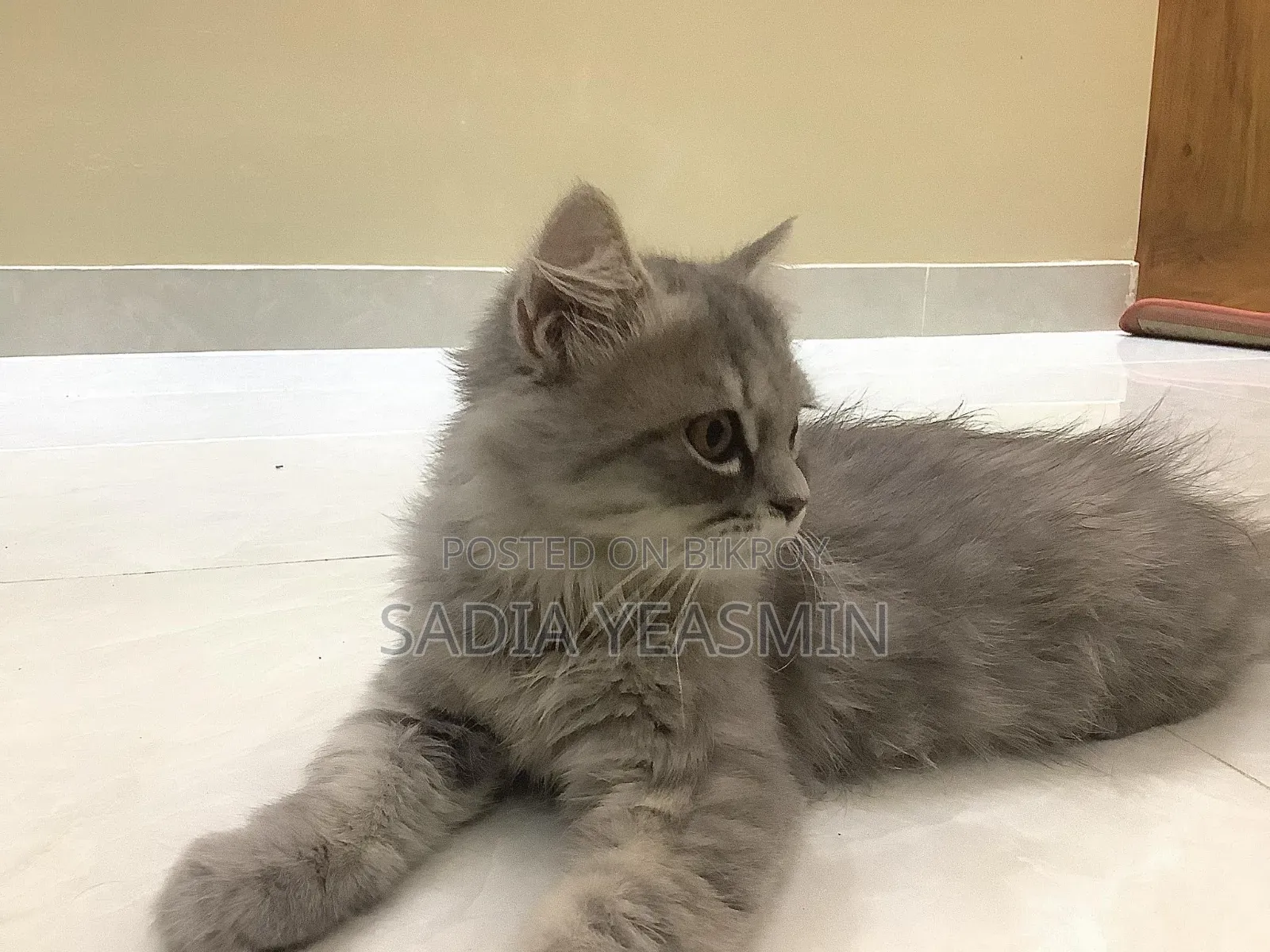 ১-৩ মাসের ফিমেল পিওরব্রেড পার্সিয়ান