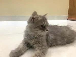১-৩ মাসের ফিমেল পিওরব্রেড পার্সিয়ান