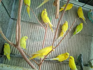 Rearing hobby birds at home