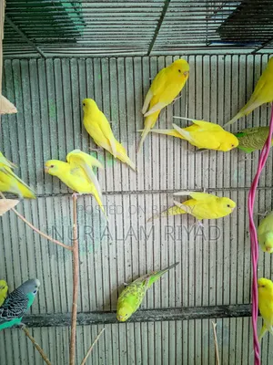 Raising pet birds at home