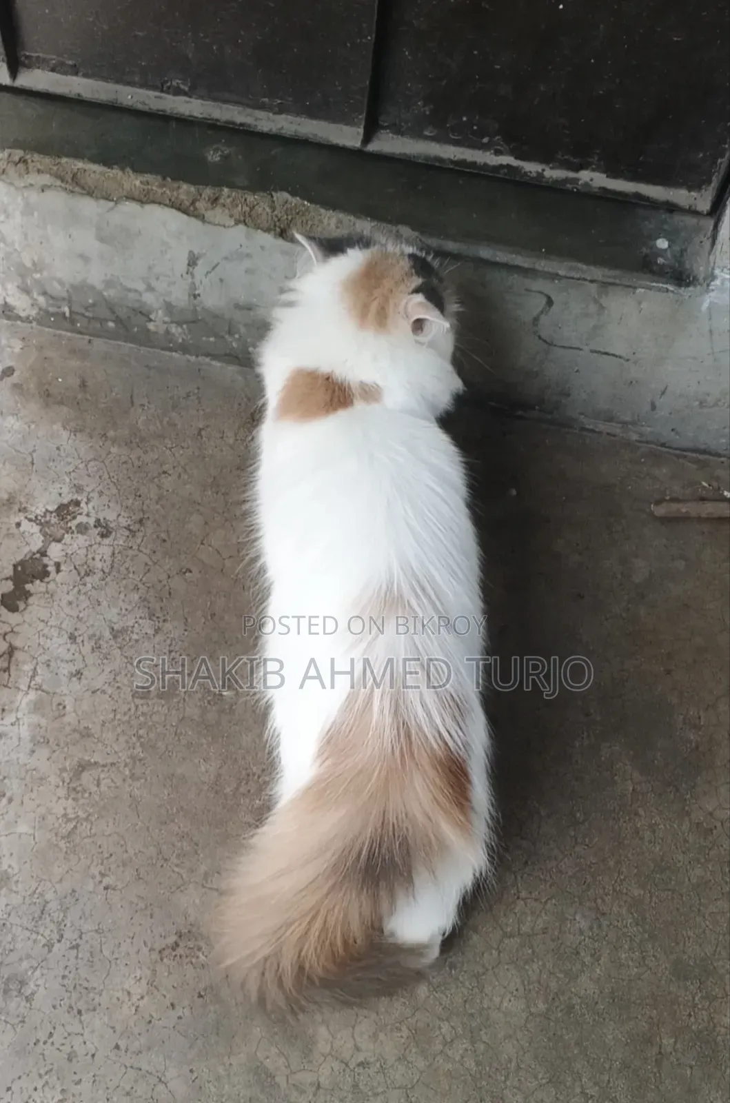 6-12 months Female Purebred Persian