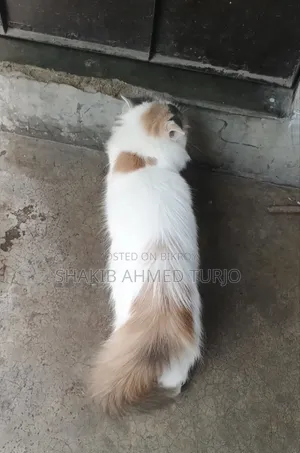 6-12 months Female Purebred Persian