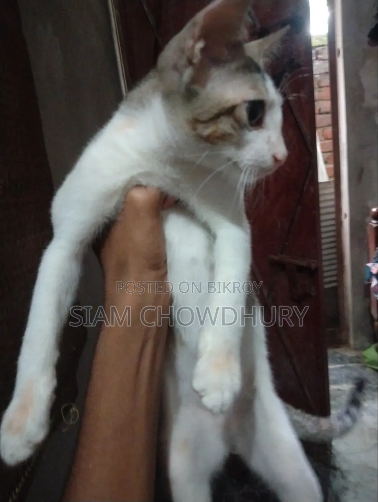 3-6 months Male Purebred Bengal
