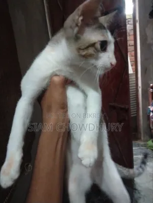 ৩-৬ মাসের পুরুষ বিশুদ্ধ জাতের বেঙ্গল