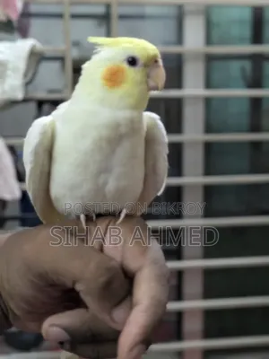 Cockatiel Bird