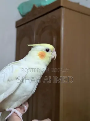 Cockatiel Bird