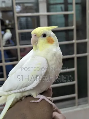 Cockatiel Bird