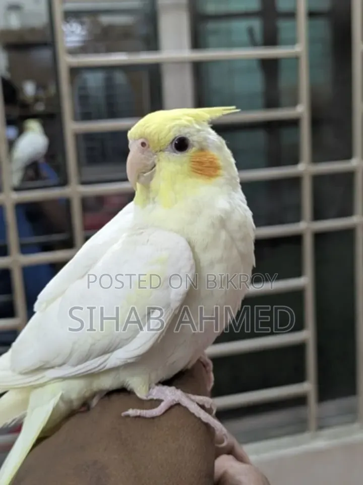 Cockatiel Bird