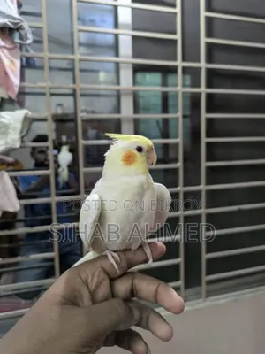 Cockatiel Bird