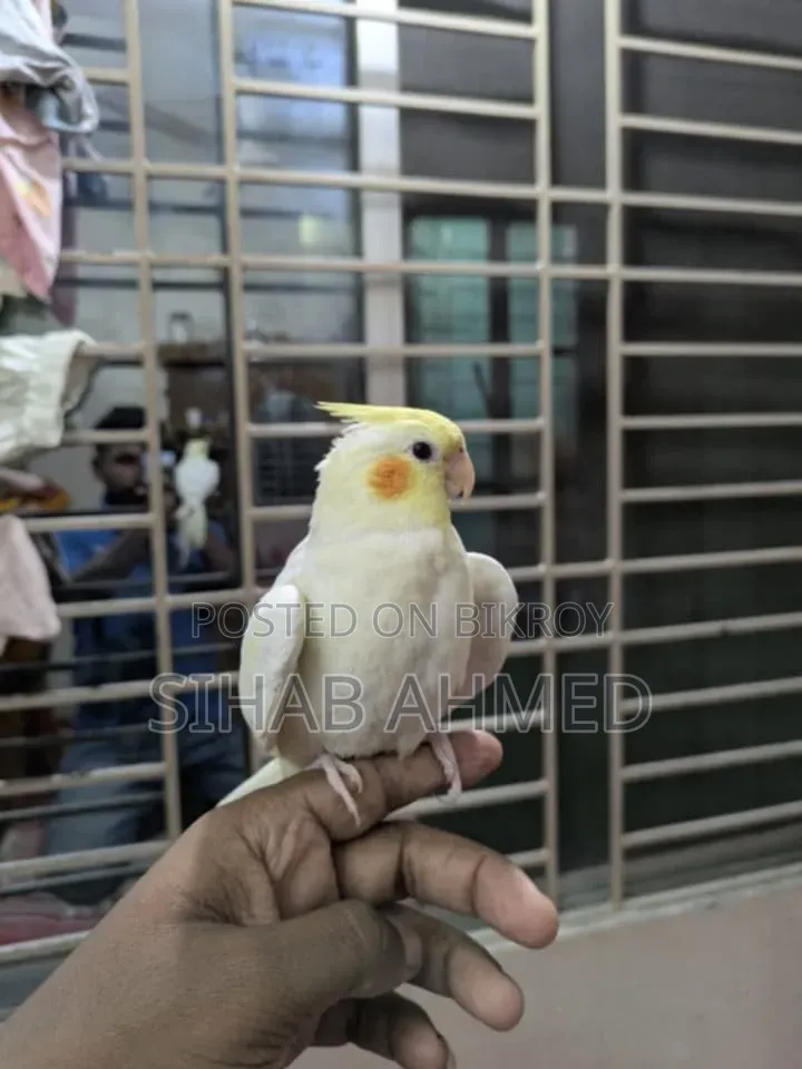 Cockatiel Bird