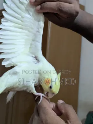 Cockatiel Bird