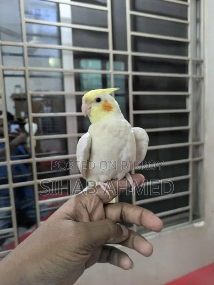 Cockatiel Bird