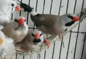 Male Longtail Finch