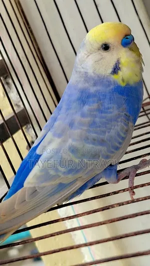 Violet Adult Rainbow Pair