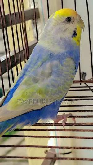 Violet Adult Rainbow Pair