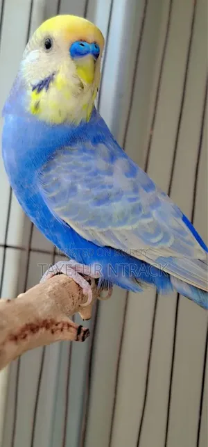 Violet Adult Rainbow Pair