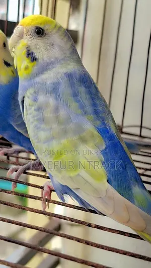 Violet Adult Rainbow Pair