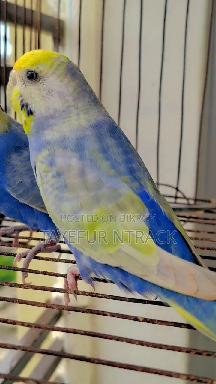 Violet Adult Rainbow Pair