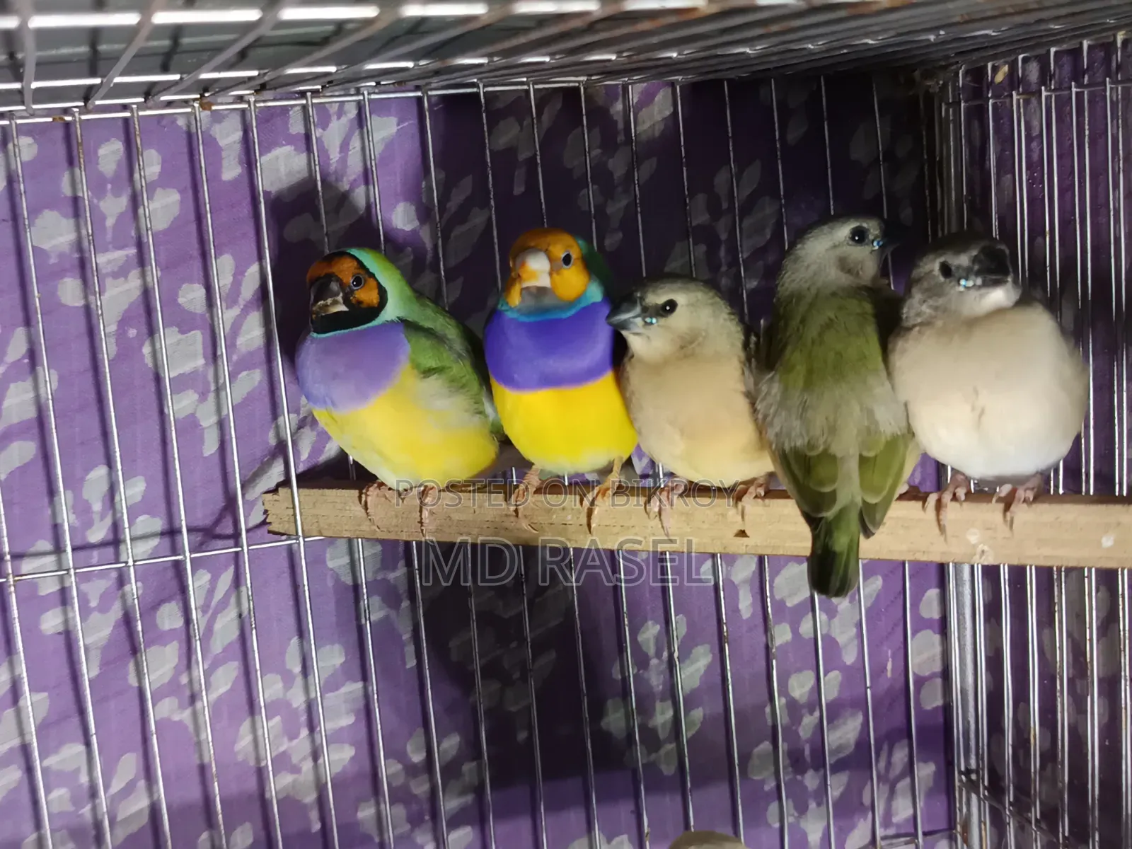 Gouldian Finch