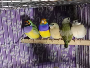 Gouldian Finch