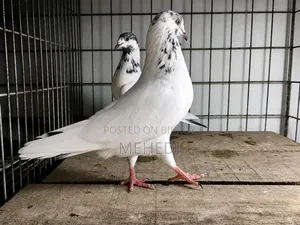 35 Kobutor 1 Pair Trusted 🕊️💖