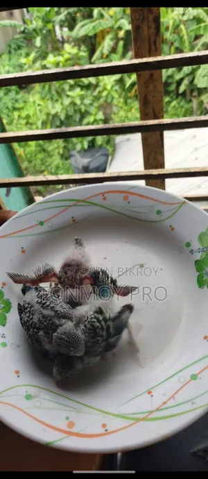 Healthy and Beautiful Budgerigar Baby Birds for Sale